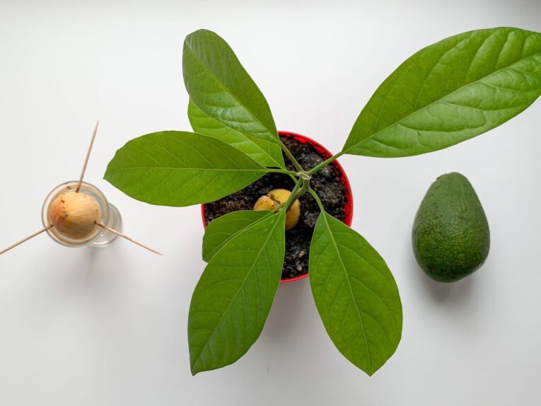 Tok Tutan Mucize Besin: İnsülin Direncini Kırdığı İddia Edilen Tek Meyve