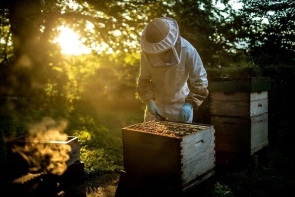 Artisan Bal ve Peynir Eşleşmeleri: Temel Prensipler