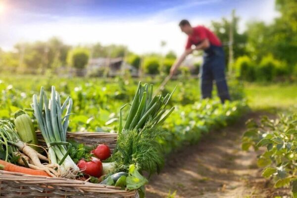 Gıdaların İzinde Toprak Analizinin Gastronomik Önemi