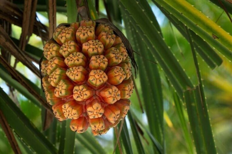 Doğunun Vanilyası Olarak Bilinen Pandan Bitkisini Beslenme Düzeninize Eklemenin Yolları