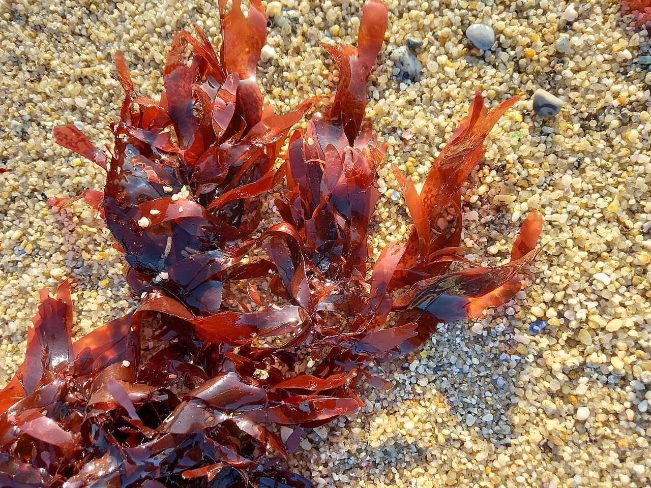 Günlük Beslenmede Dulse Yosunu Kullanım Yöntemleri