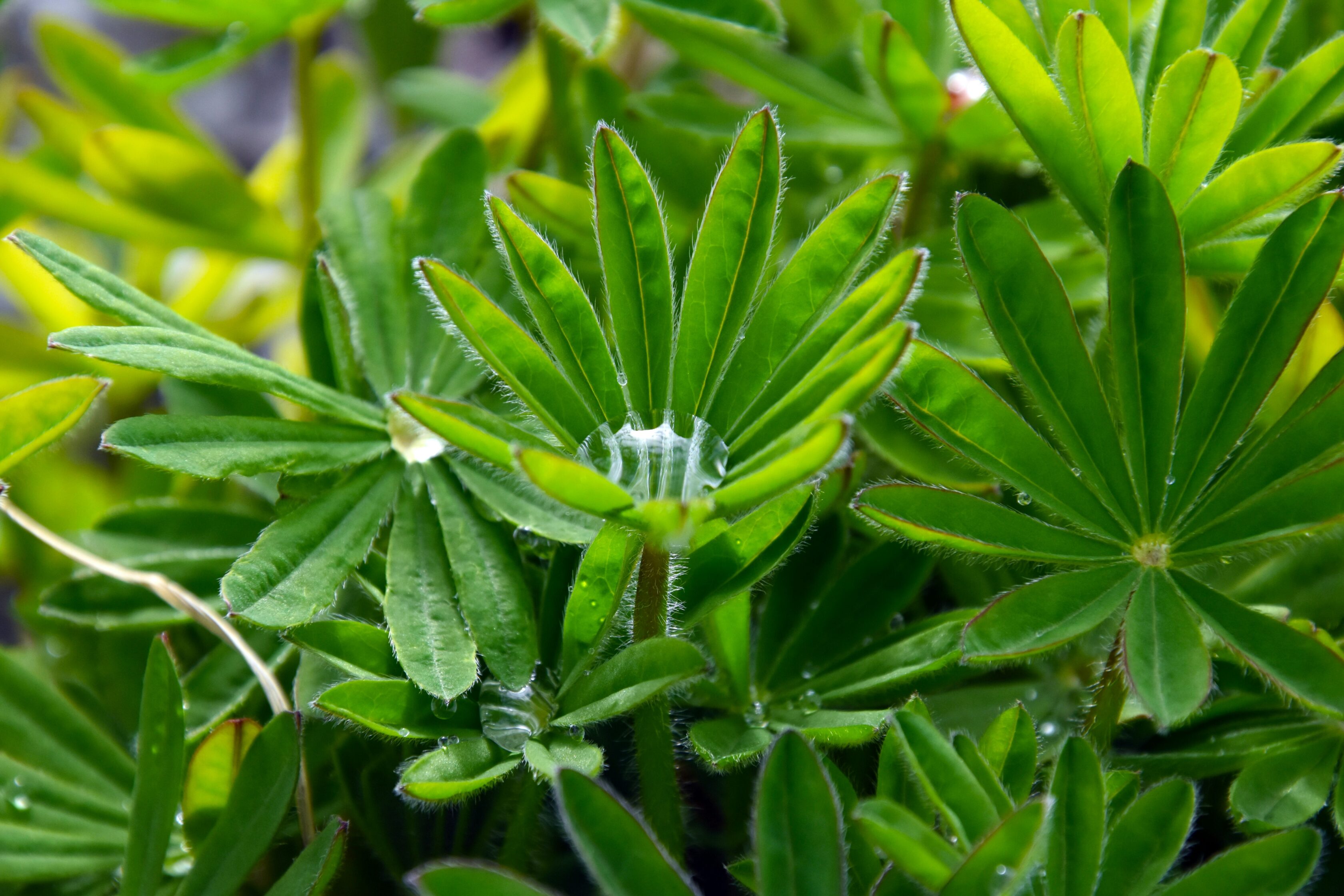 Lupin baklası faydaları ve metabolik etkileri